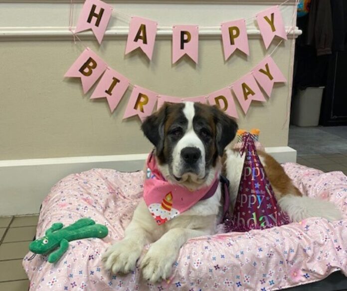 Jersey, a St. Bernard, is a K-9 therapy dog at the Belmont County Sheriff's Office.