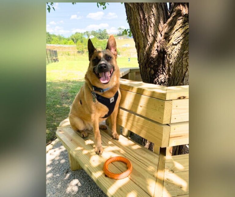 New park proves Belmont County has gone to the dogs