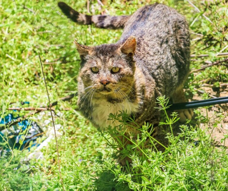 Are feral cats invading these local counties?
