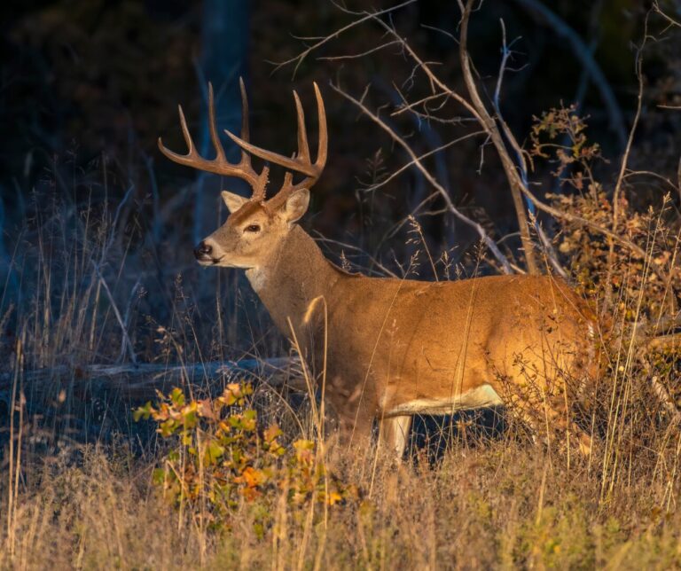 Ringleader Sentenced to Jail in Ohio for Poaching 18-Point White-Tailed Deer