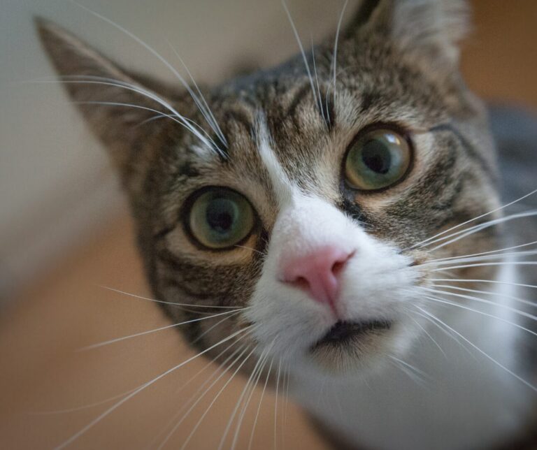 Belmont County Hoof and Paw Seeks Foster Homes After 40 Cats Forfeited in Child Endangerment Case