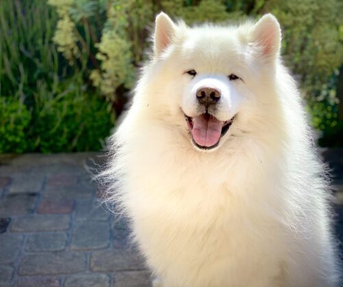 Wag Your Tails! Celebrate National Dog Day today! - River News Network