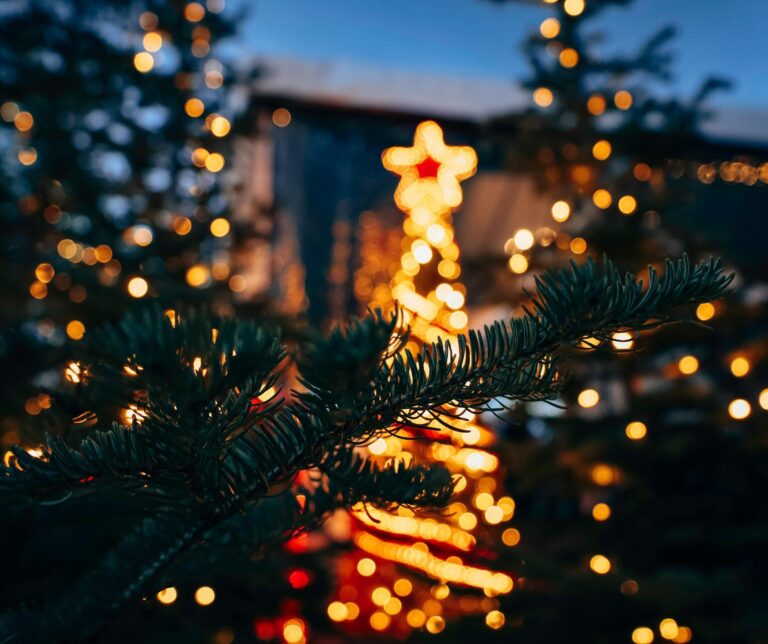 Thieves Steal 200 Fraser Fir Trees from Local Farm, Leaving Family Heartbroken